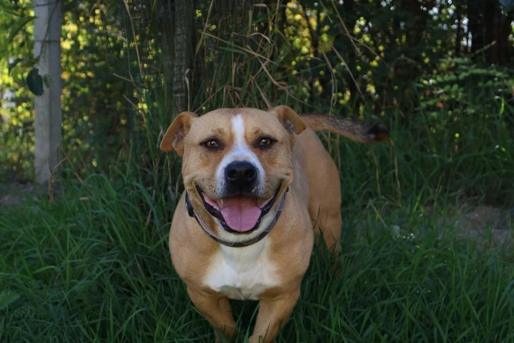 Chisai, male 3yo Mixed Breed for adoption at Ein Herz für Streuner e.V., München