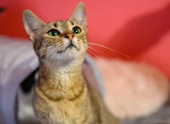 Chleo, Mixed Breed for adoption at Ein Herz für Streuner e.V., München