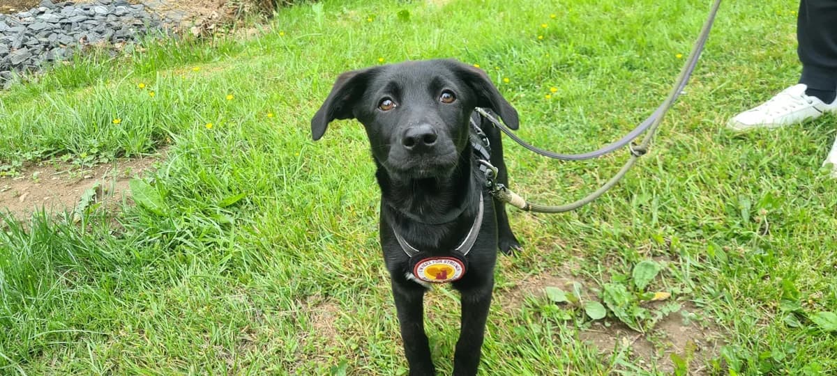 Chloe, weiß female puppy Mixed Breed for adoption at Ein Herz für Streuner e.V., München