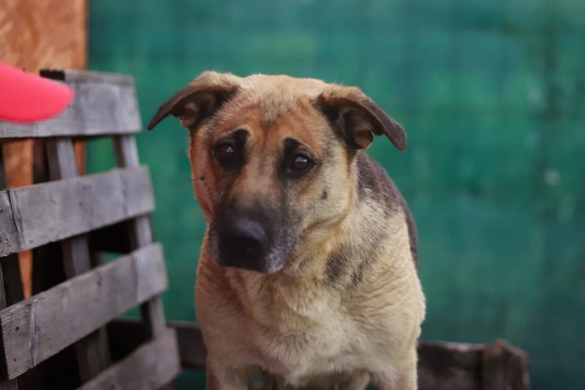 Chloe, female 7yo Mixed Breed for adoption at Ein Herz für Streuner e.V., München