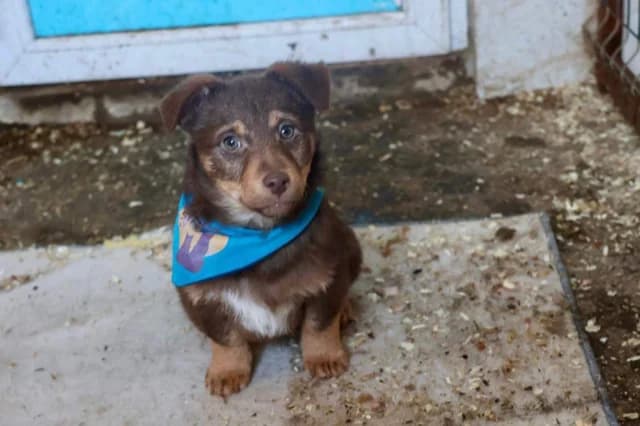 Choco, Mixed Breed for adoption at Ein Herz für Streuner e.V., München