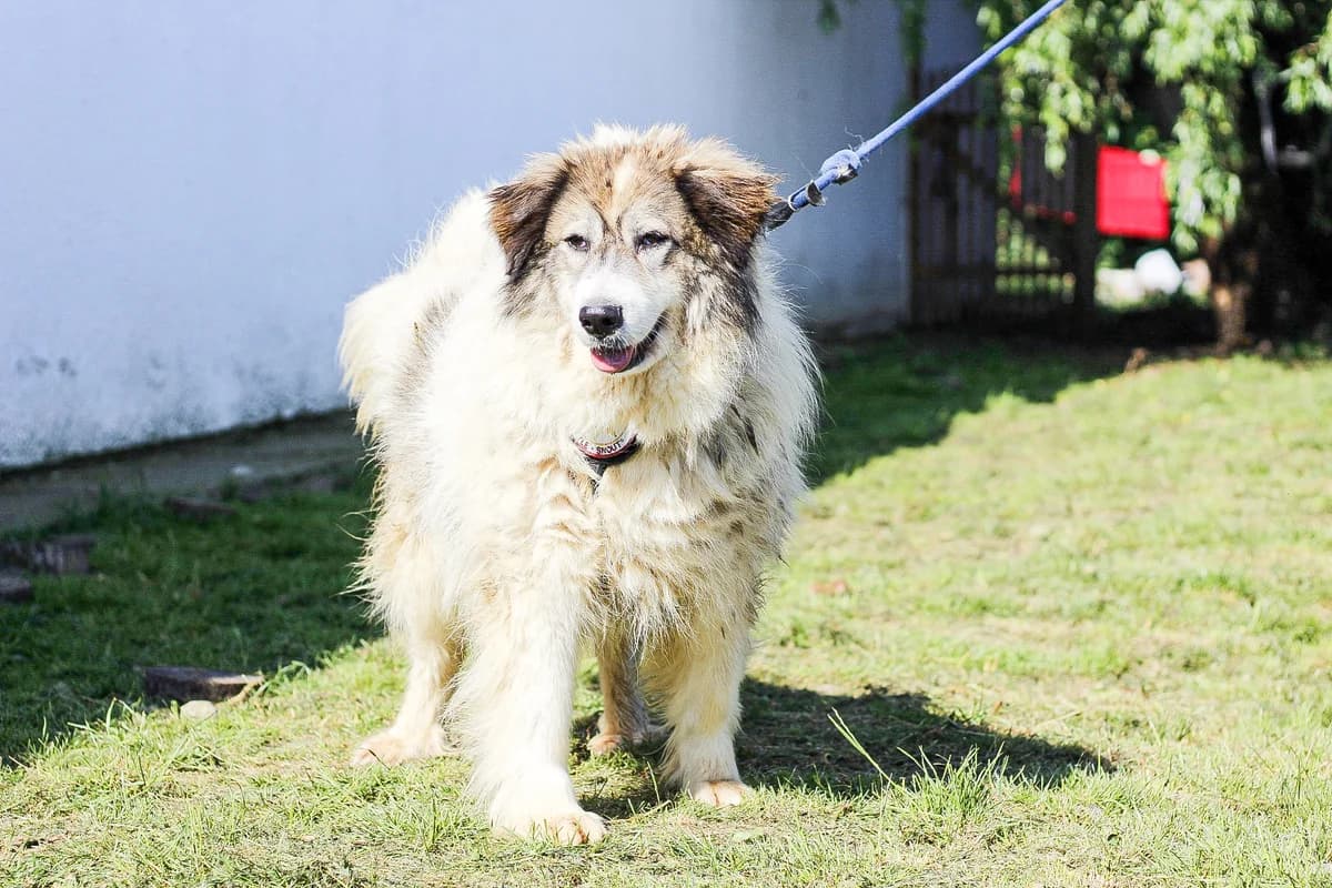 Choffi, female 6yo Mixed Breed for adoption at Ein Herz für Streuner e.V., München