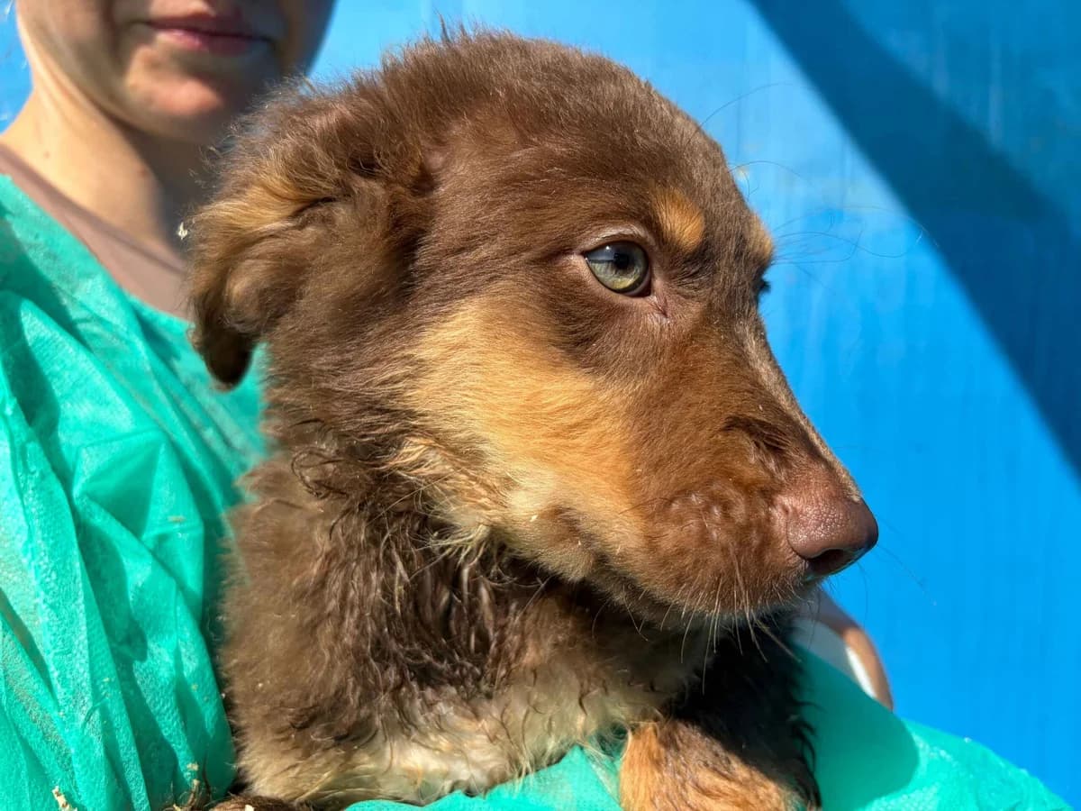 Chokino, male puppy Mixed Breed for adoption at Ein Herz für Streuner e.V., München