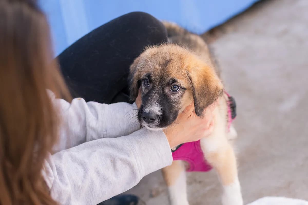 Chouchou, female puppy Mixed Breed for adoption at Ein Herz für Streuner e.V., München