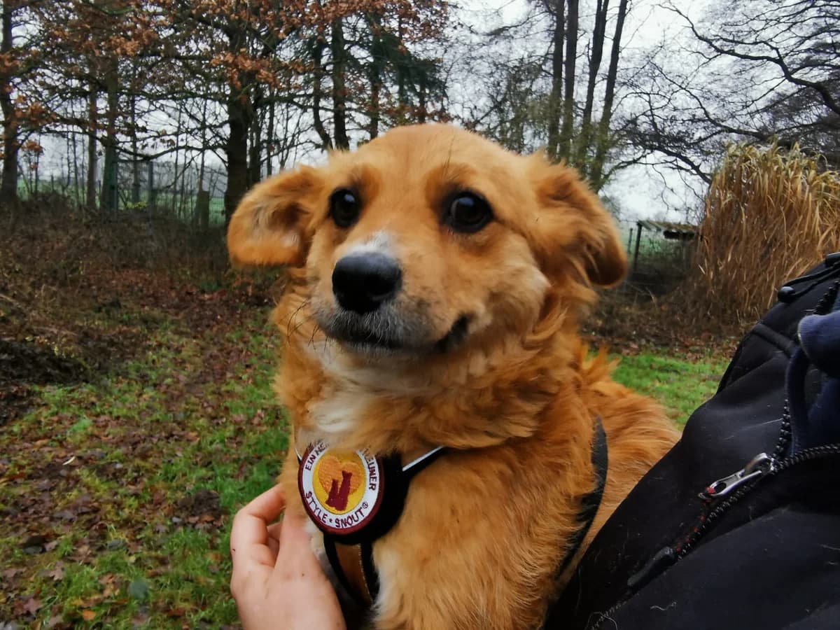 Chrissi, weiß female young Mixed Breed for adoption at Ein Herz für Streuner e.V., München