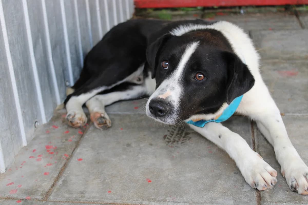 Chuck, male young Mixed Breed for adoption at Ein Herz für Streuner e.V., München