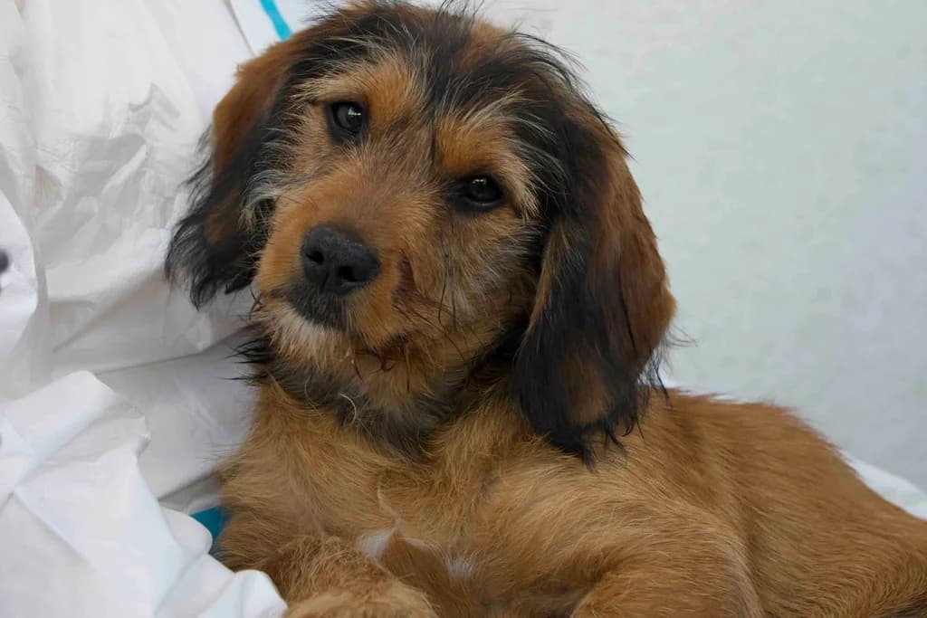 Chucky, braun male puppy Mixed Breed for adoption at Ein Herz für Streuner e.V., München
