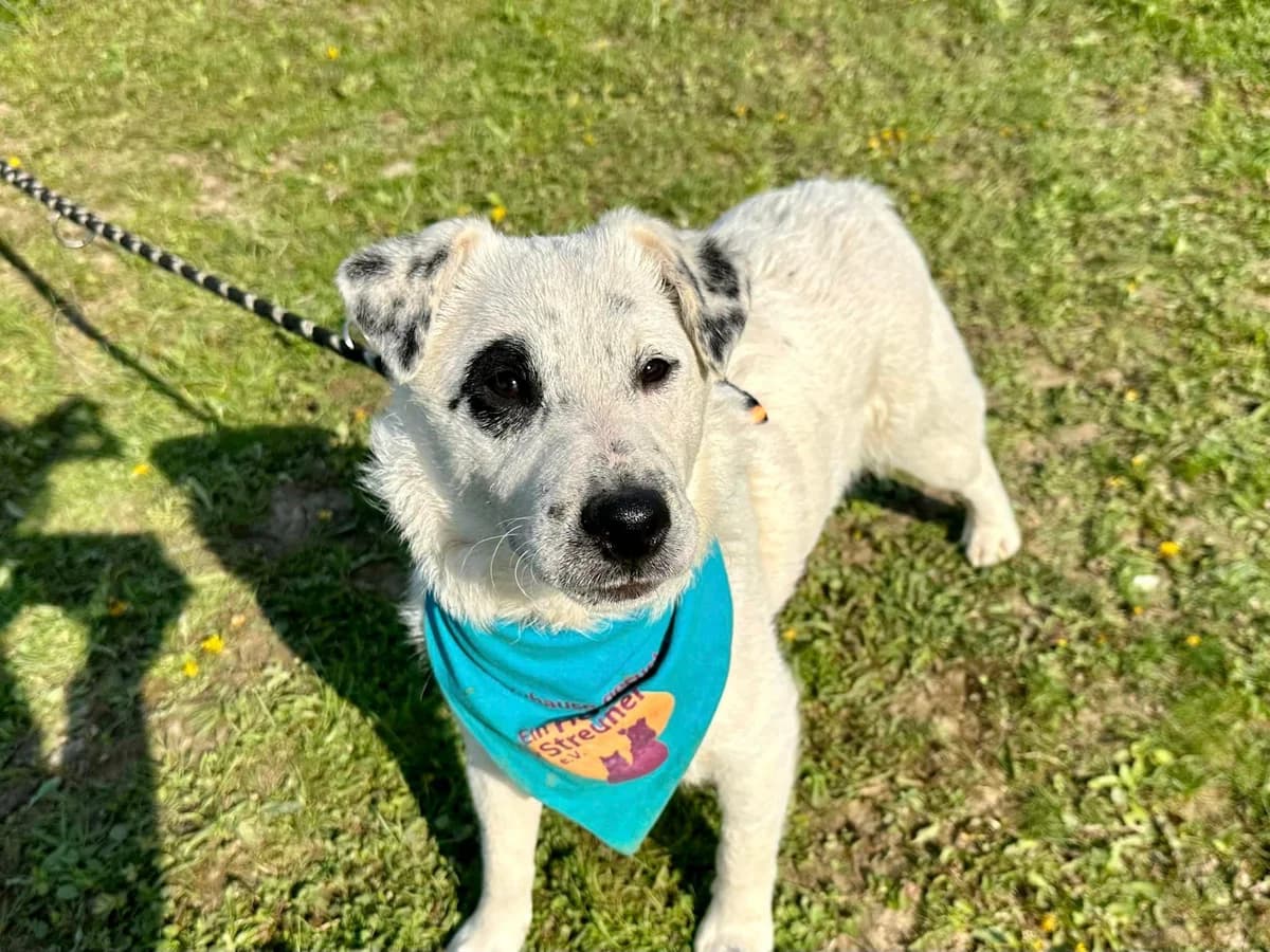Chuli, male 5yo Mixed Breed for adoption at Ein Herz für Streuner e.V., München