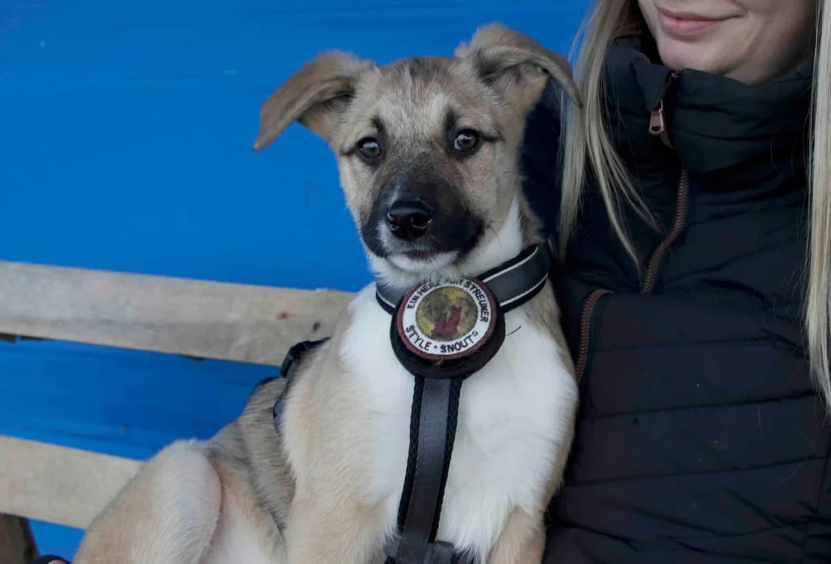 Chulio, weiß male puppy Mixed Breed for adoption at Ein Herz für Streuner e.V., München