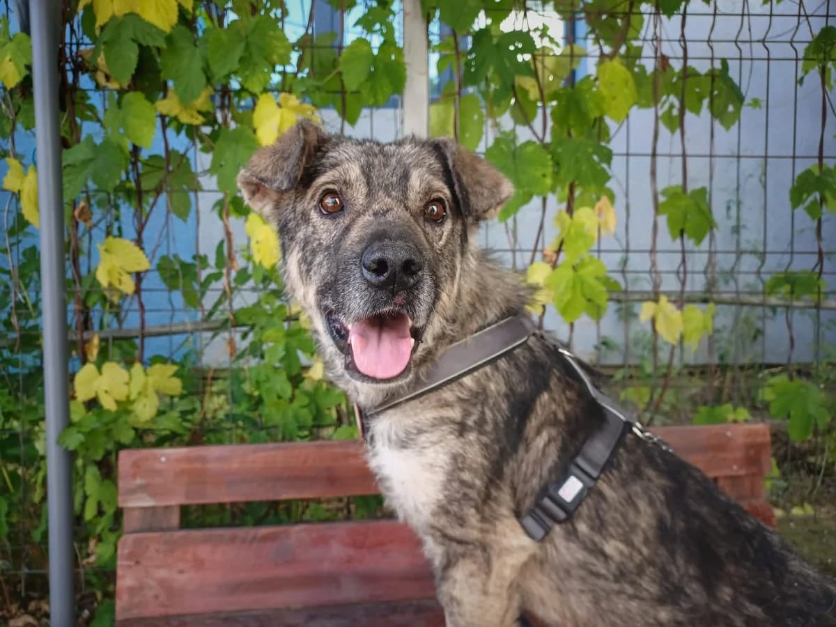 Churchhill, braun male 6yo Mixed Breed for adoption at Ein Herz für Streuner e.V., München