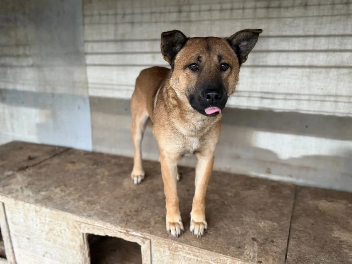 Churro, male young Mixed Breed for adoption at Ein Herz für Streuner e.V., München