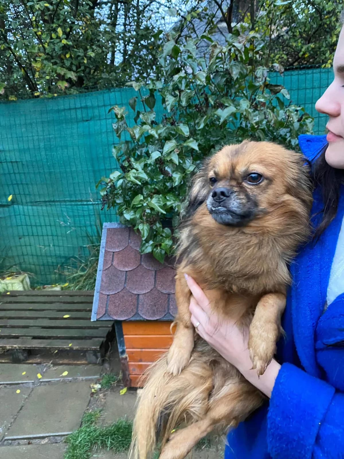 Chutney, male 4yo Mixed Breed for adoption at Ein Herz für Streuner e.V., München