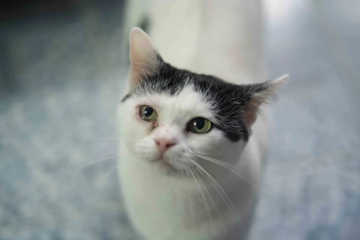 Chuya, female 5yo Mixed Breed for adoption at Ein Herz für Streuner e.V., München