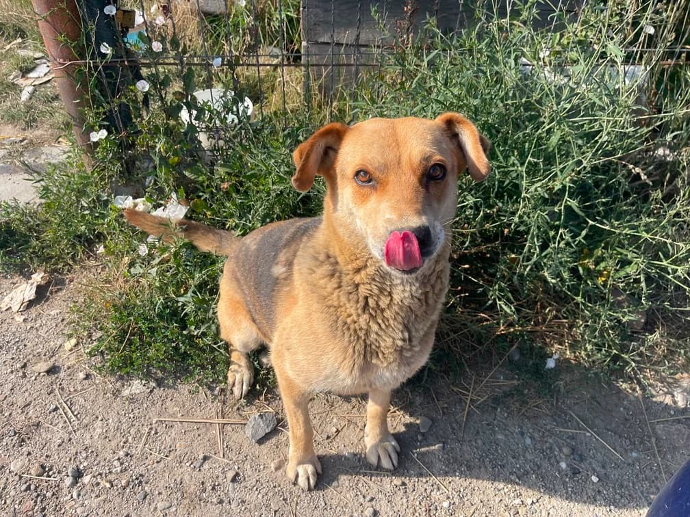 Chyia, female 5yo Mixed Breed for adoption at Ein Herz für Streuner e.V., München
