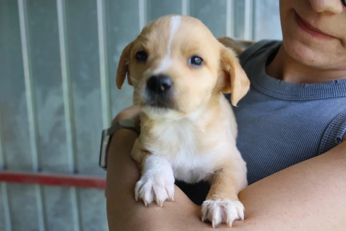 Cianna, weiß female puppy Mixed Breed for adoption at Ein Herz für Streuner e.V., München