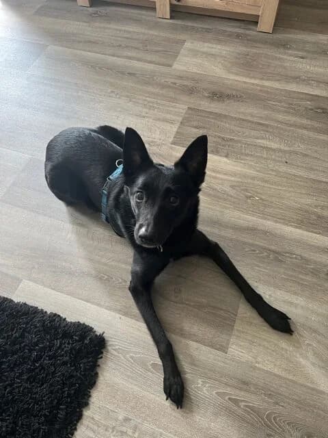Cicero, male 6yo Mixed Breed for adoption at Ein Herz für Streuner e.V., München