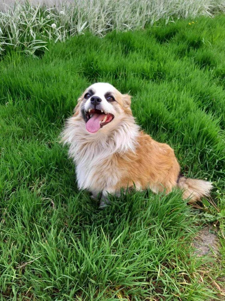 Cico, male young Mixed Breed for adoption at Ein Herz für Streuner e.V., München