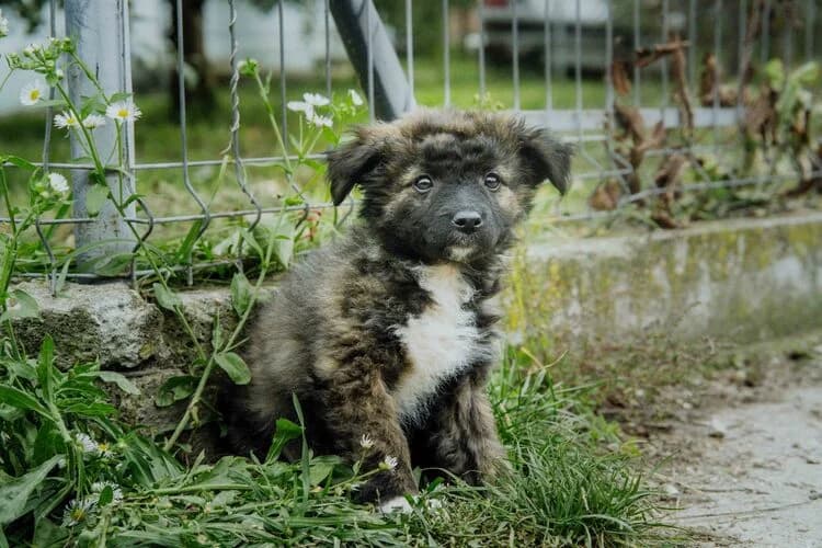 Cilia, schokobraun female puppy Mixed Breed for adoption at Ein Herz für Streuner e.V., München