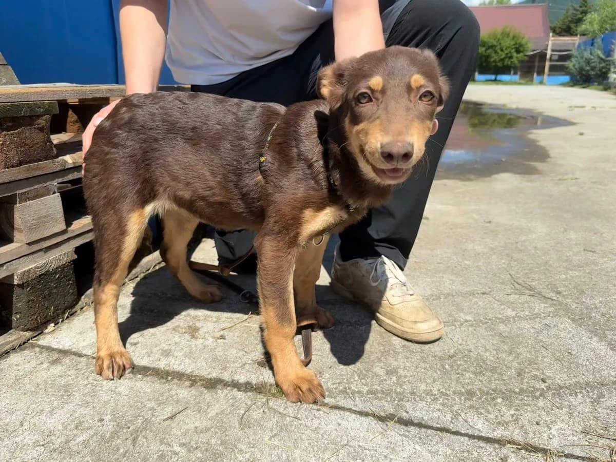 Cinna, braun puppy Mixed Breed for adoption at Ein Herz für Streuner e.V., München