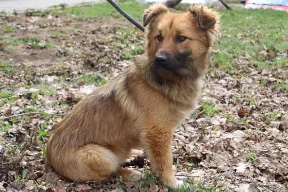 Cinnamon, male young Mixed Breed for adoption at Ein Herz für Streuner e.V., München