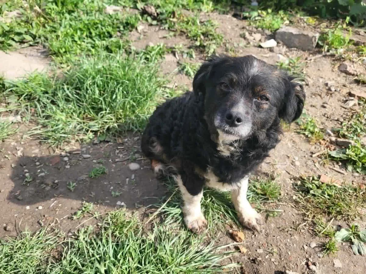 Cira, female 7yo Mixed Breed for adoption at Ein Herz für Streuner e.V., München