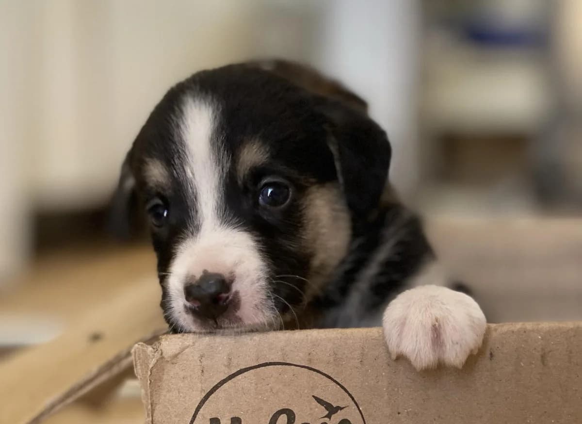 Ciro, puppy Mixed Breed for adoption at Ein Herz für Streuner e.V., München