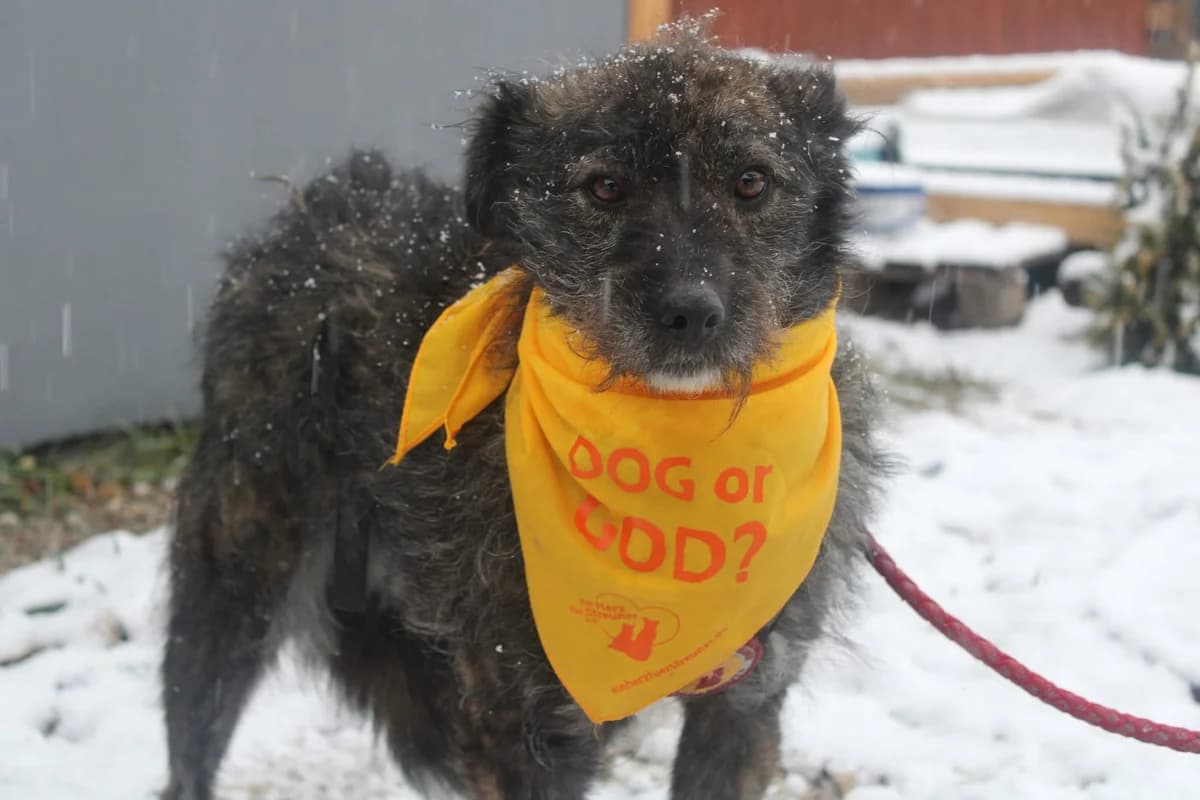 Cisco, male 5yo Mixed Breed for adoption at Ein Herz für Streuner e.V., München