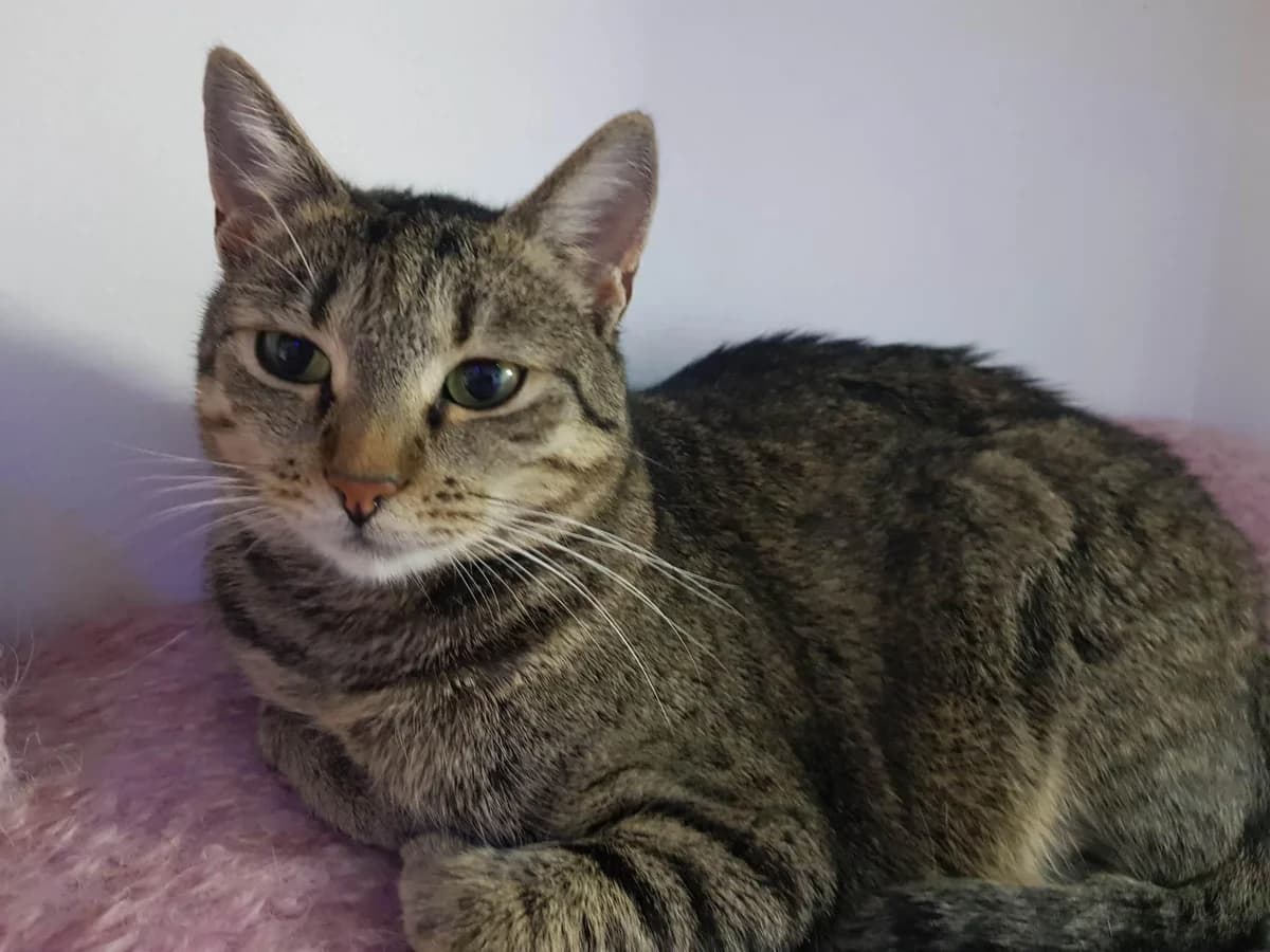 Civetta, female 5yo Mixed Breed for adoption at Ein Herz für Streuner e.V., München
