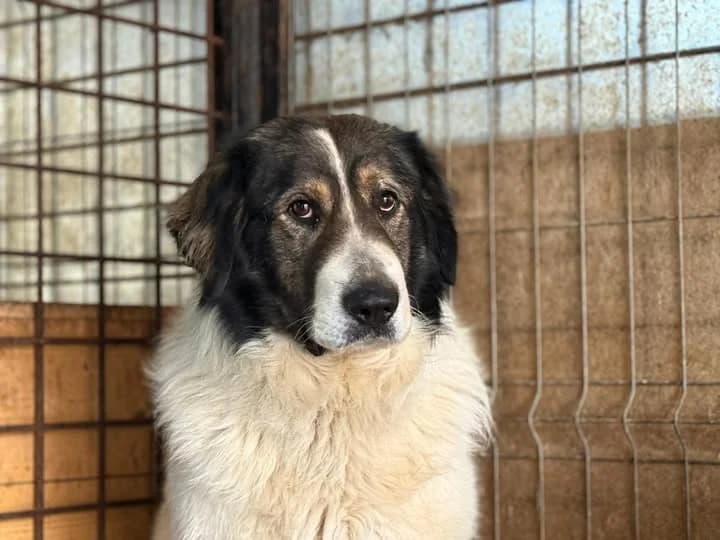 Claas, male 5yo Mixed Breed for adoption at Ein Herz für Streuner e.V., München