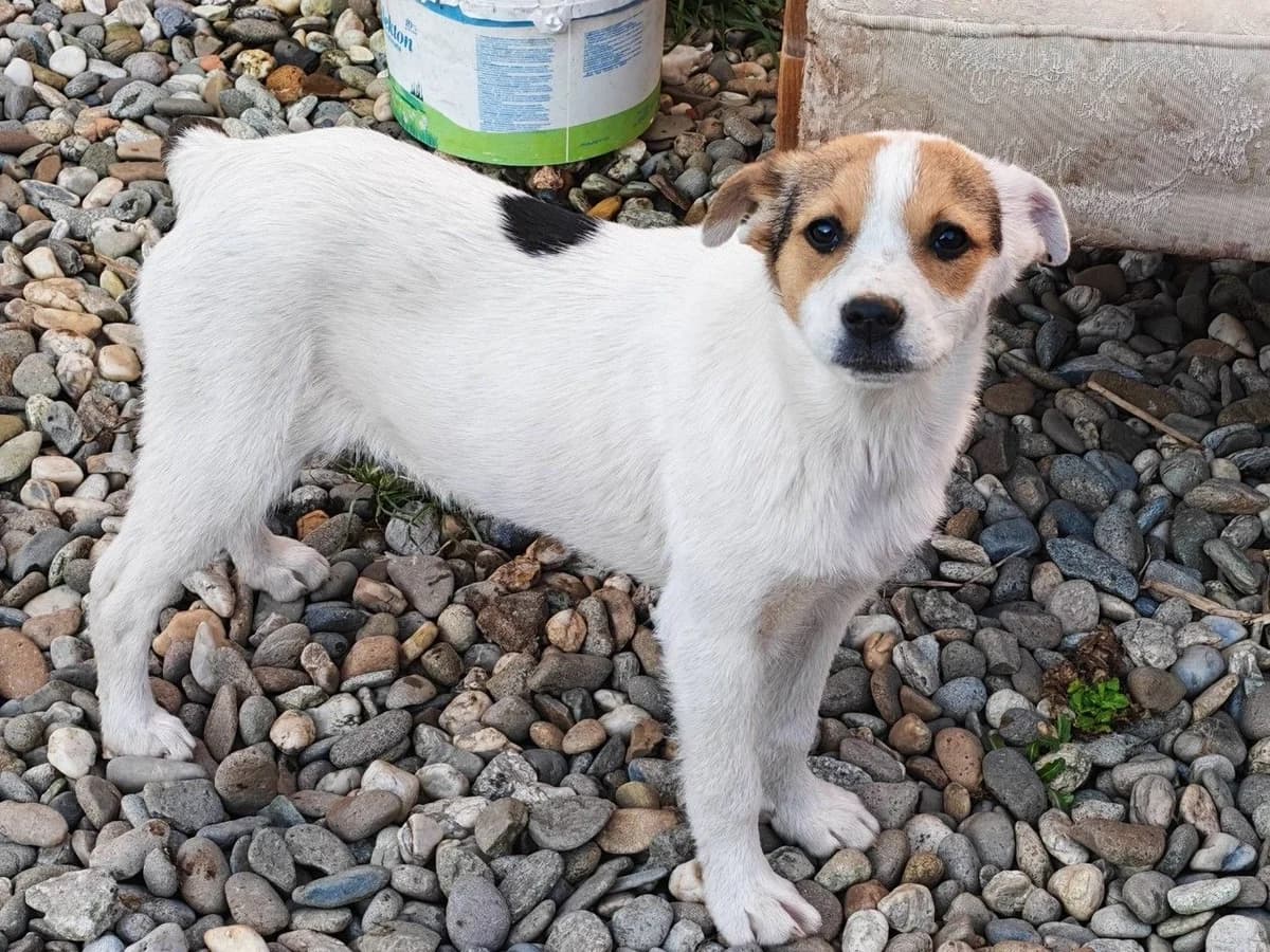 ClÄRchen, female puppy Mixed Breed for adoption at Ein Herz für Streuner e.V., München
