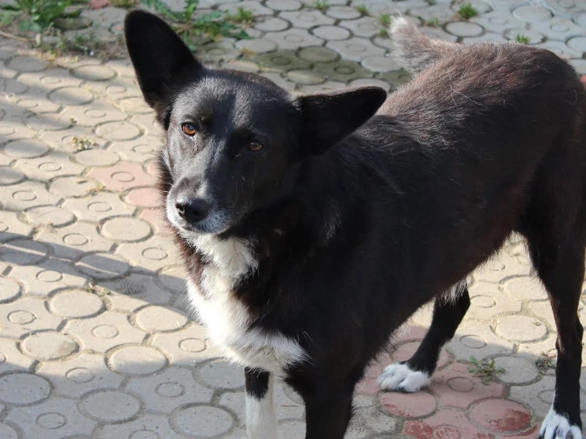 Claire, schwarz female 6yo Mixed Breed for adoption at Ein Herz für Streuner e.V., München