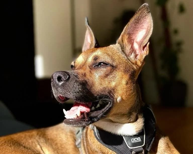 Clara, female 5yo Mixed Breed for adoption at Ein Herz für Streuner e.V., München