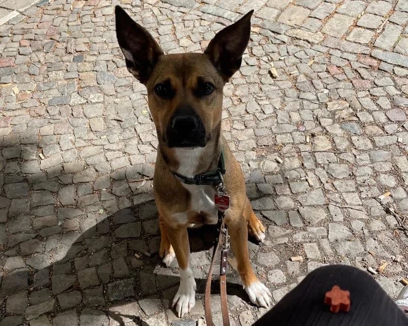 Clara, female 5yo Mixed Breed for adoption at Ein Herz für Streuner e.V., München