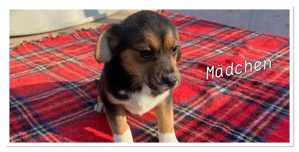 Clara, puppy Mixed Breed for adoption at Ein Herz für Streuner e.V., München