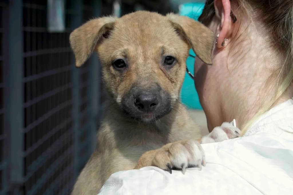 Clara, female puppy Mixed Breed for adoption at Ein Herz für Streuner e.V., München