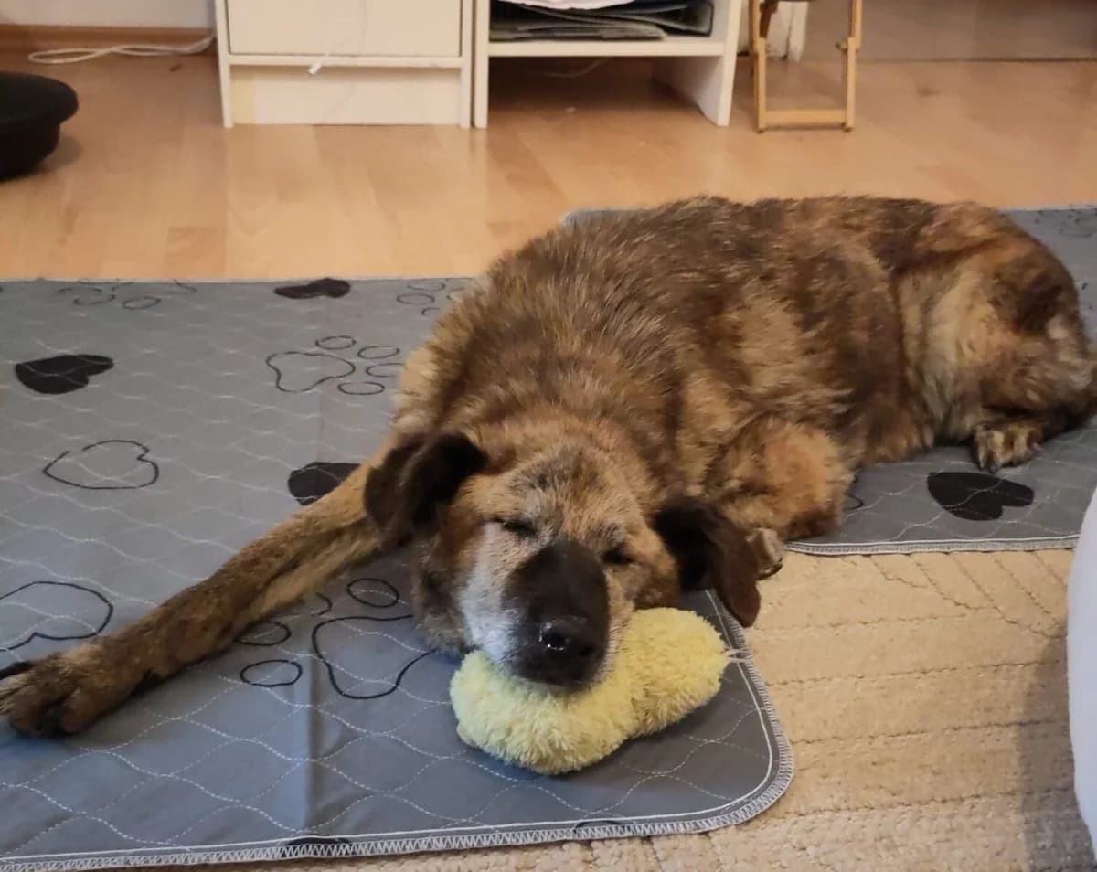 Claudette, female senior Mixed Breed for adoption at Ein Herz für Streuner e.V., München