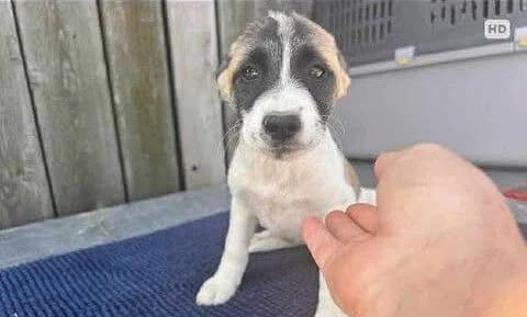Claudi, weiß Mixed Breed for adoption at Ein Herz für Streuner e.V., München