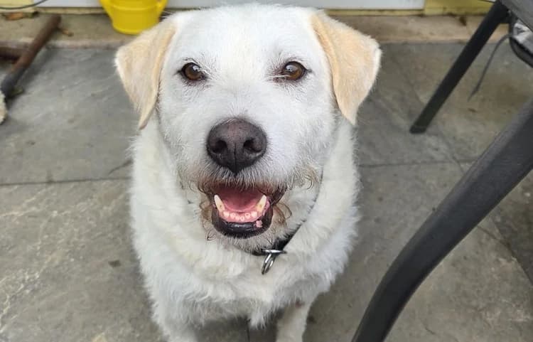 Claudius, male senior Mixed Breed for adoption at Ein Herz für Streuner e.V., München