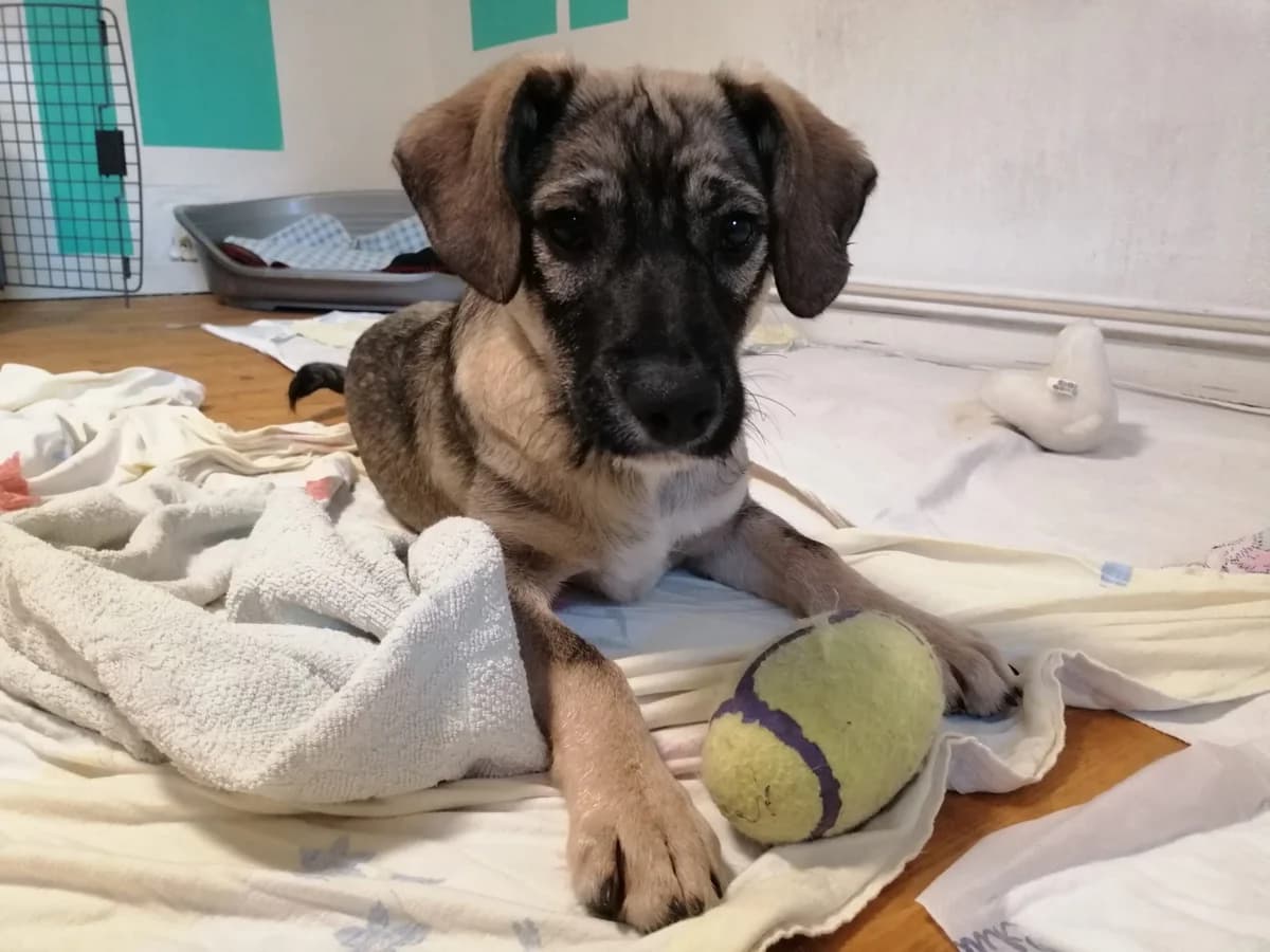 Clay, male puppy Mixed Breed for adoption at Ein Herz für Streuner e.V., München