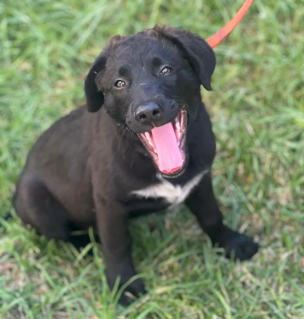 Clayton, weiß male puppy Mixed Breed for adoption at Ein Herz für Streuner e.V., München