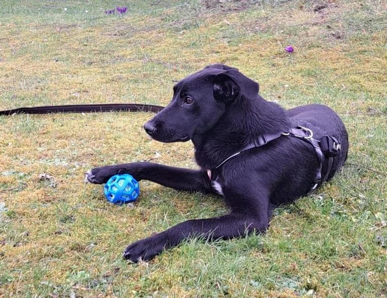 Clea, female young Mixed Breed for adoption at Ein Herz für Streuner e.V., München