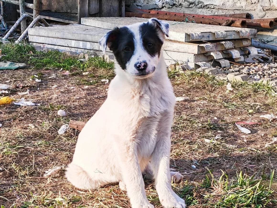 Clemens, male puppy Mixed Breed for adoption at Ein Herz für Streuner e.V., München