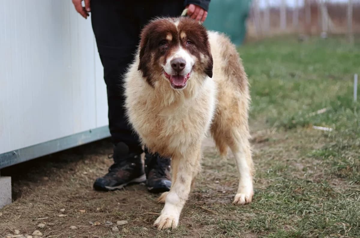 Clementine, braun female 5yo Mixed Breed for adoption at Ein Herz für Streuner e.V., München