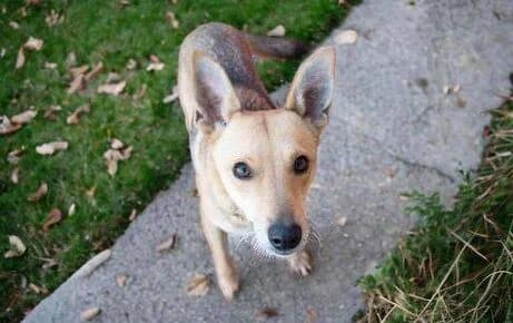 Cleo, young Mixed Breed for adoption at Ein Herz für Streuner e.V., München