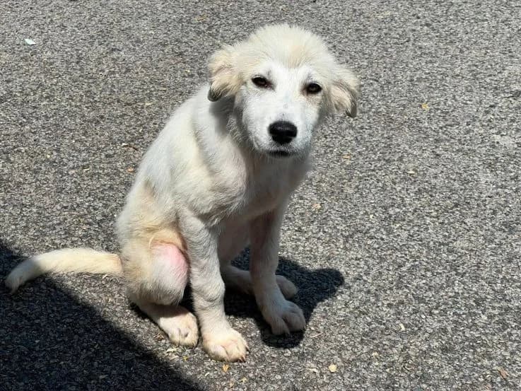 Cleo, female puppy Mixed Breed for adoption at Ein Herz für Streuner e.V., München
