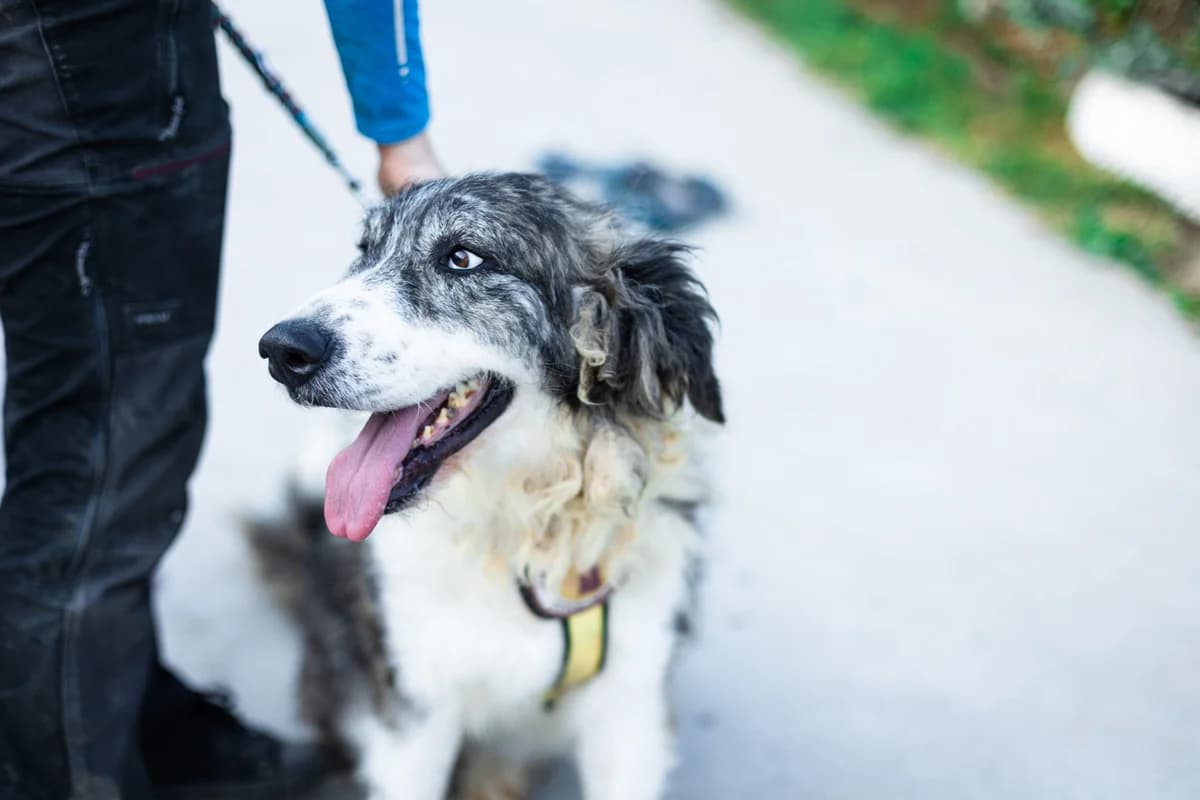 Cleo, female young Mixed Breed for adoption at Ein Herz für Streuner e.V., München
