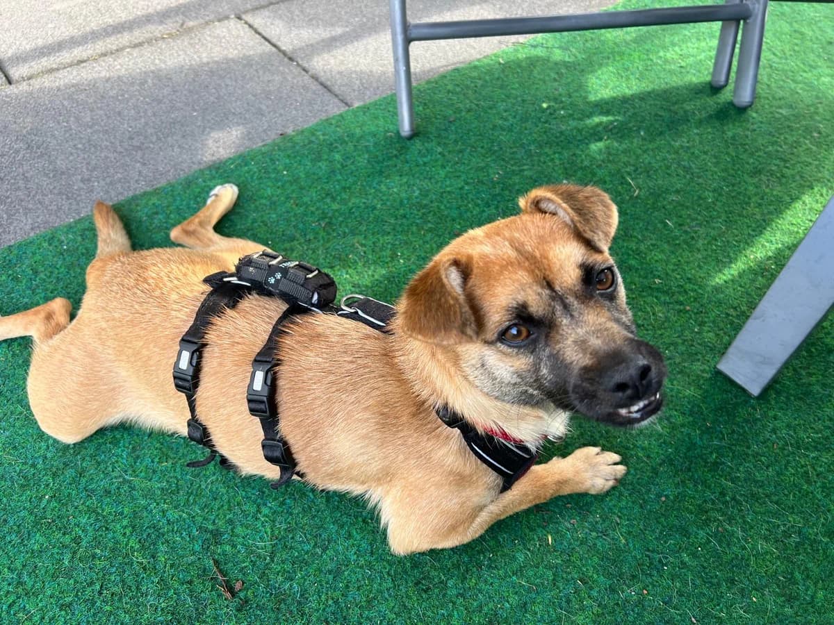 Cleo, female 5yo Mixed Breed for adoption at Ein Herz für Streuner e.V., München