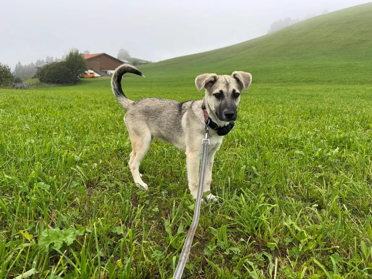 Cleo, female puppy Mixed Breed for adoption at Ein Herz für Streuner e.V., München