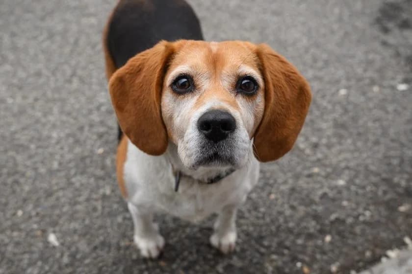 Cleopatra, female senior Mixed Breed for adoption at Ein Herz für Streuner e.V., München