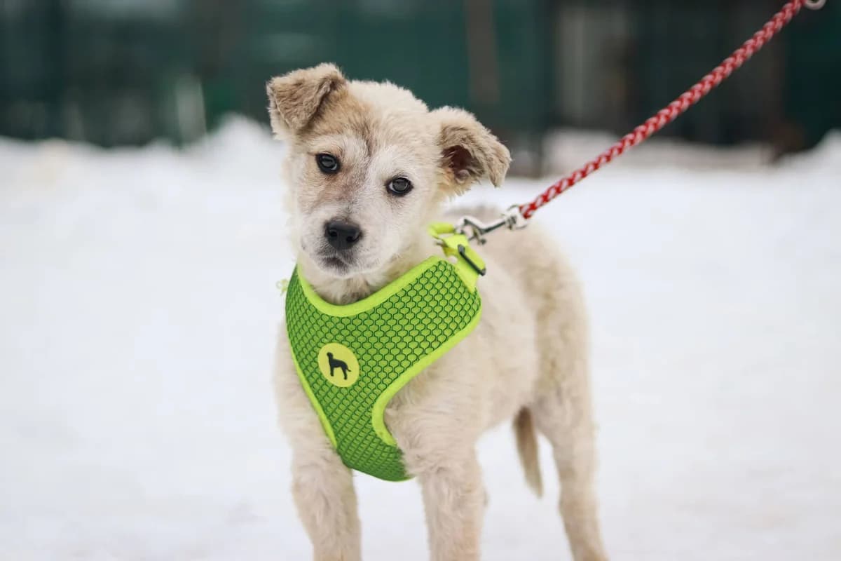 Clio, weiß female young Mixed Breed for adoption at Ein Herz für Streuner e.V., München